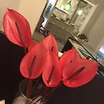 شقة فندقية Flats